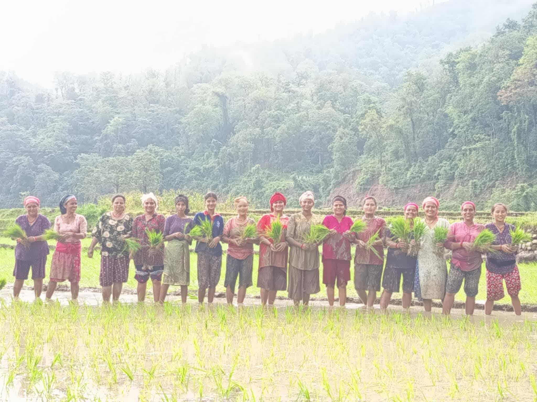 Rice planting